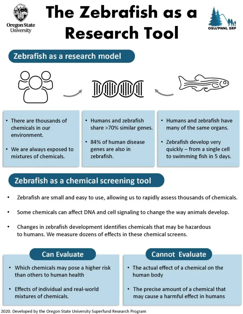 The zebrafish as a research tool infograph